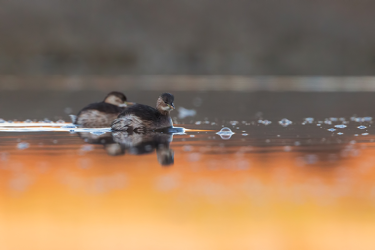 Alba in palude ( tuffetti )
