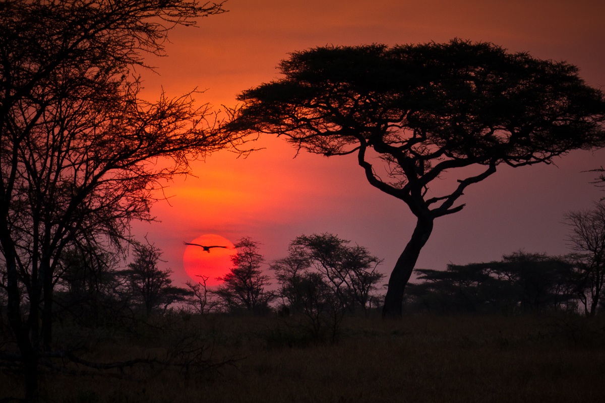 Serengeti Sunrise, Tanzania