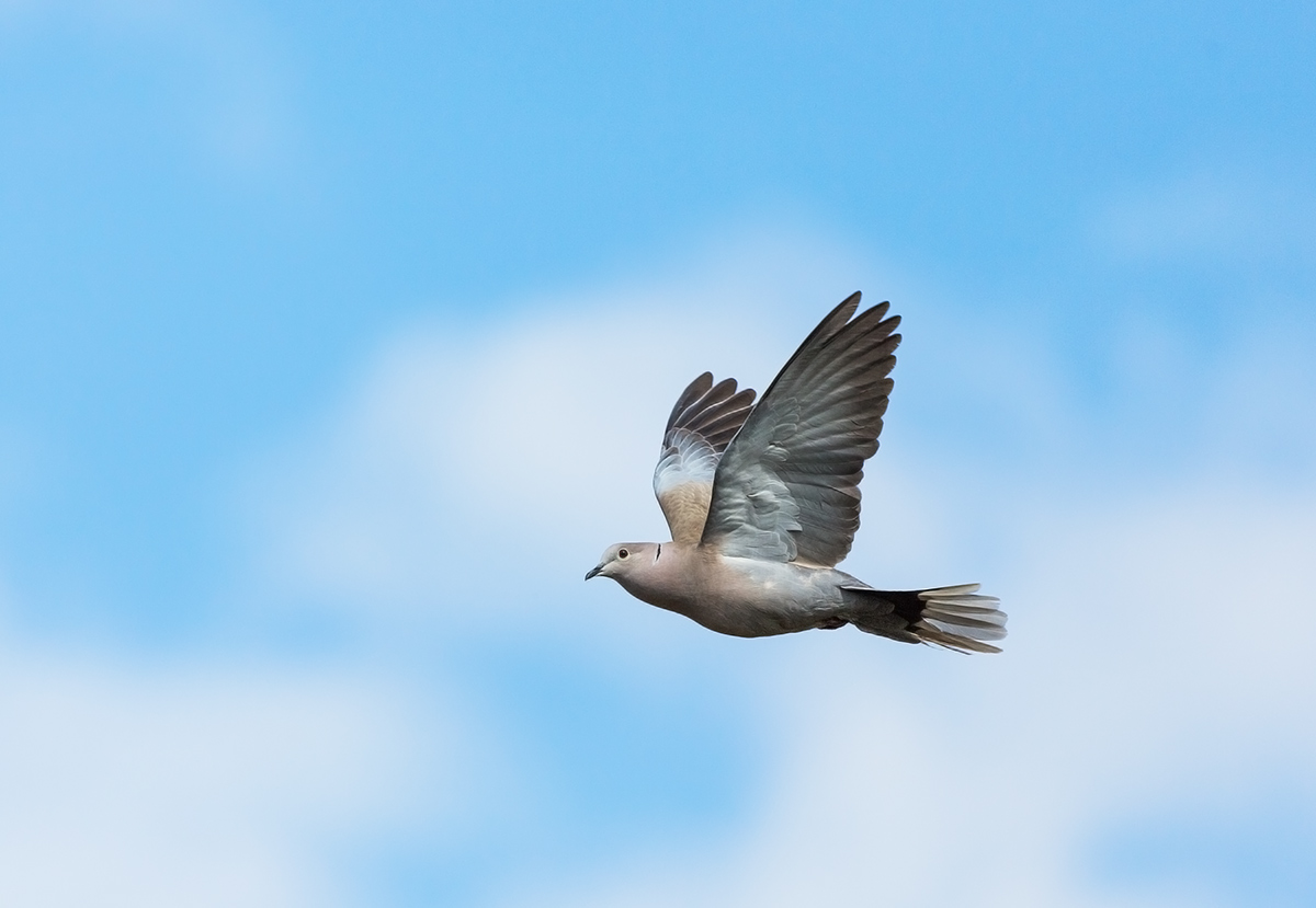 Collared dove