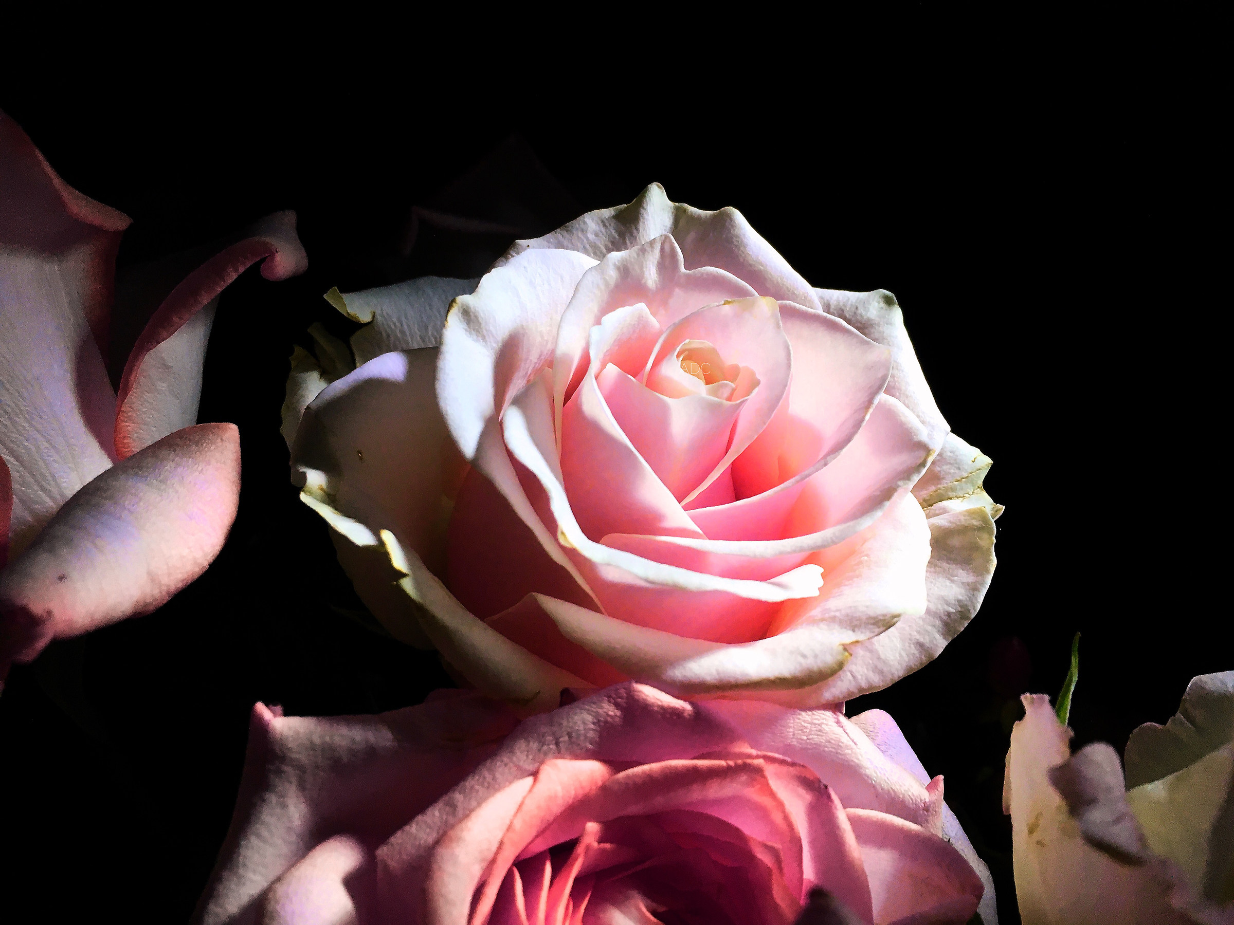 Roses (Photo iPhone 6S)