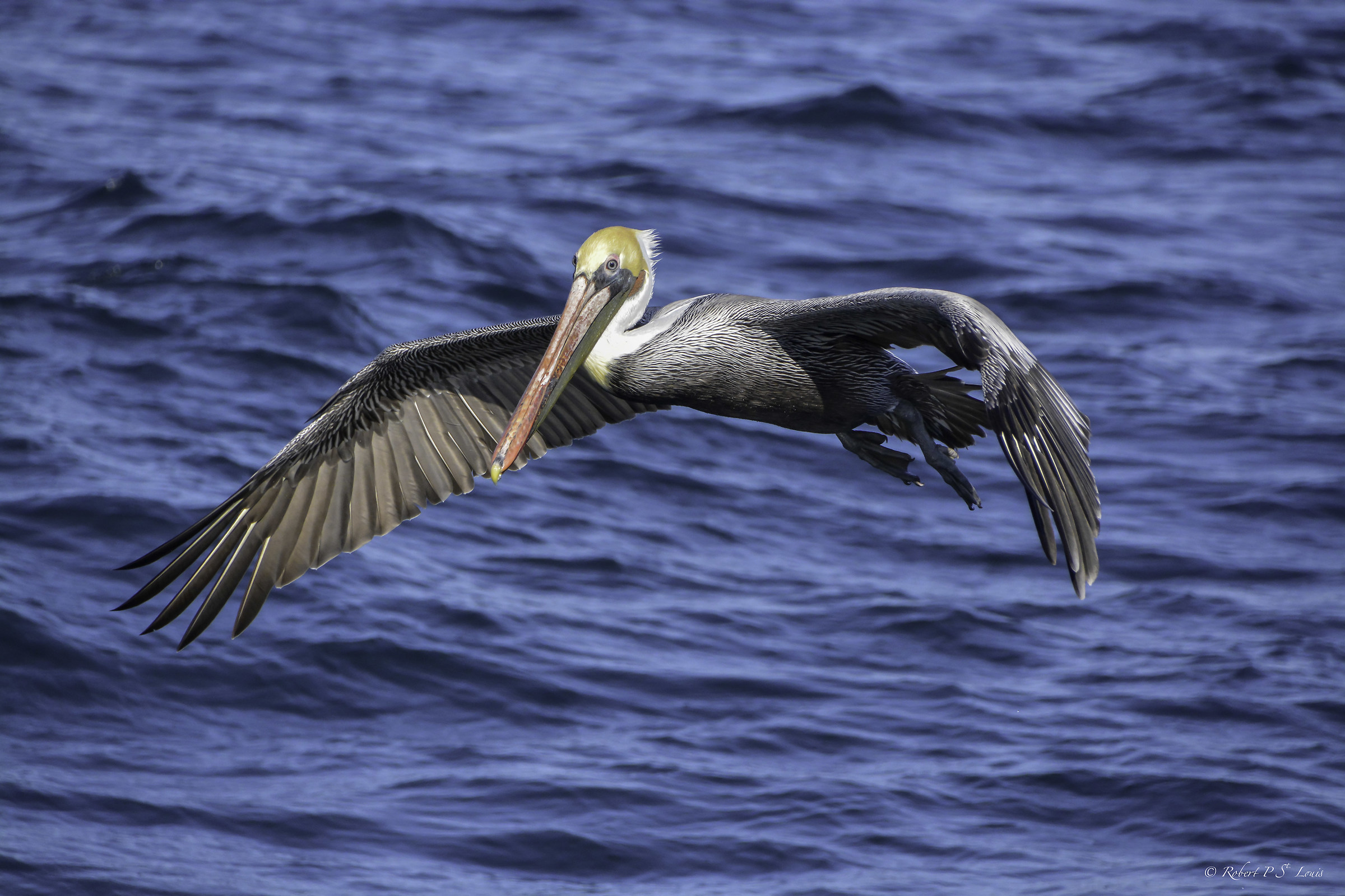 Approccio Pelican