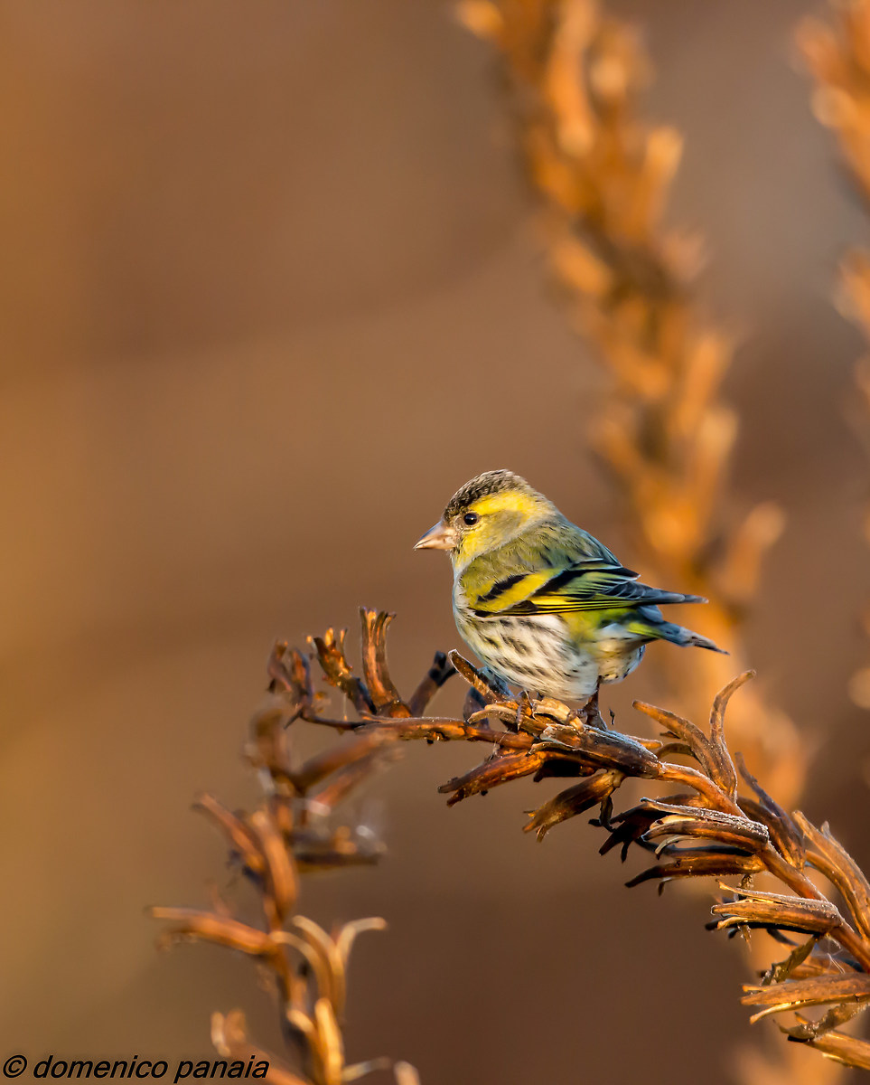 lucherino prime luci