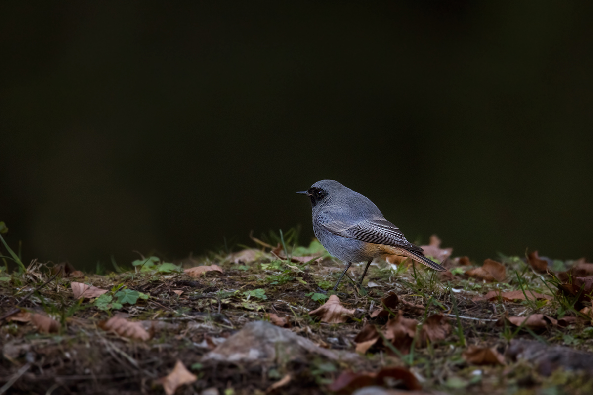 black redstart