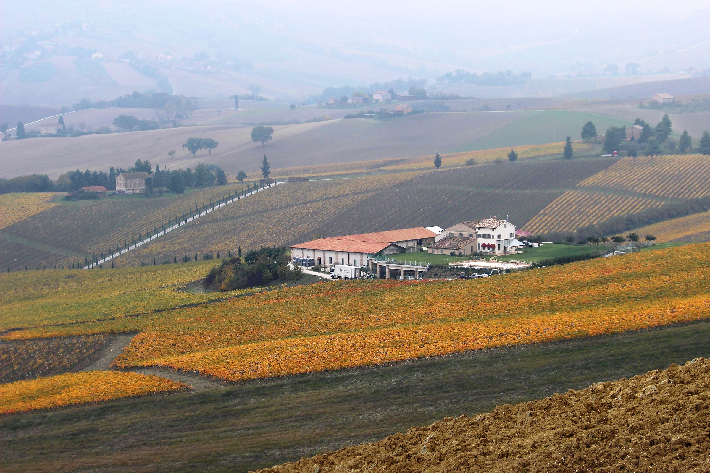 Geometries and vineyards yellowed