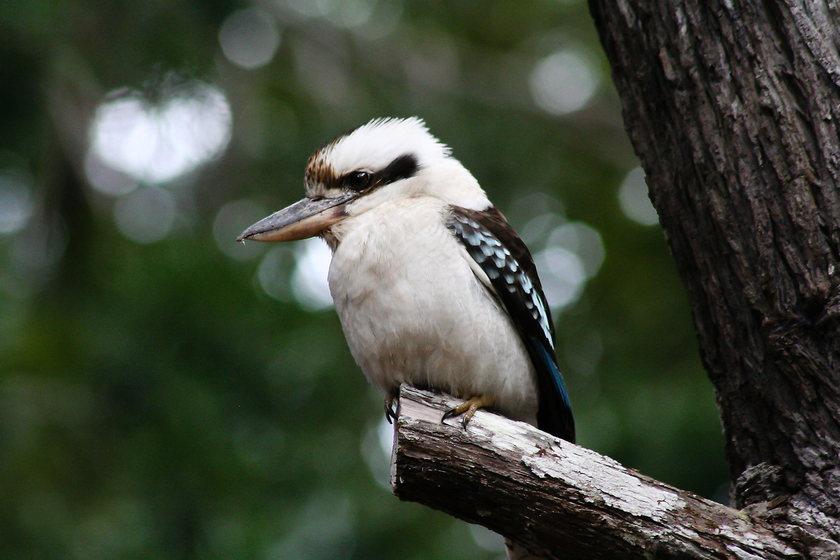 kookaburra