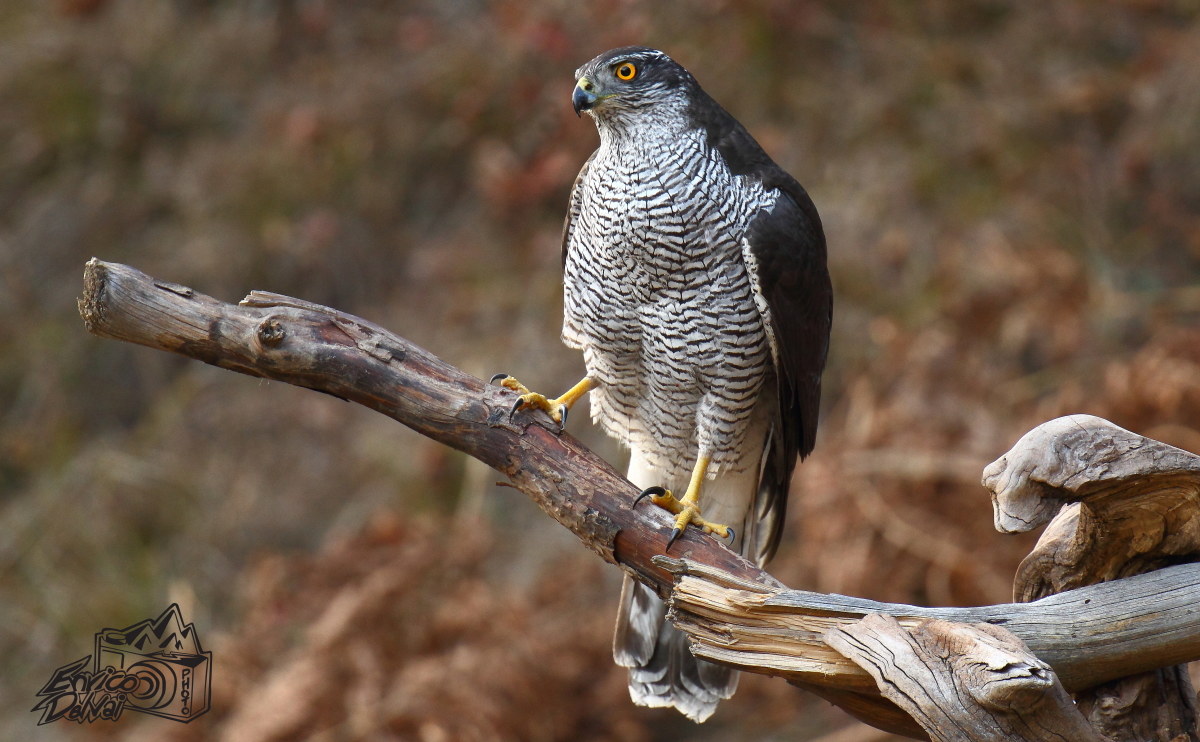 E tornato l'astore..