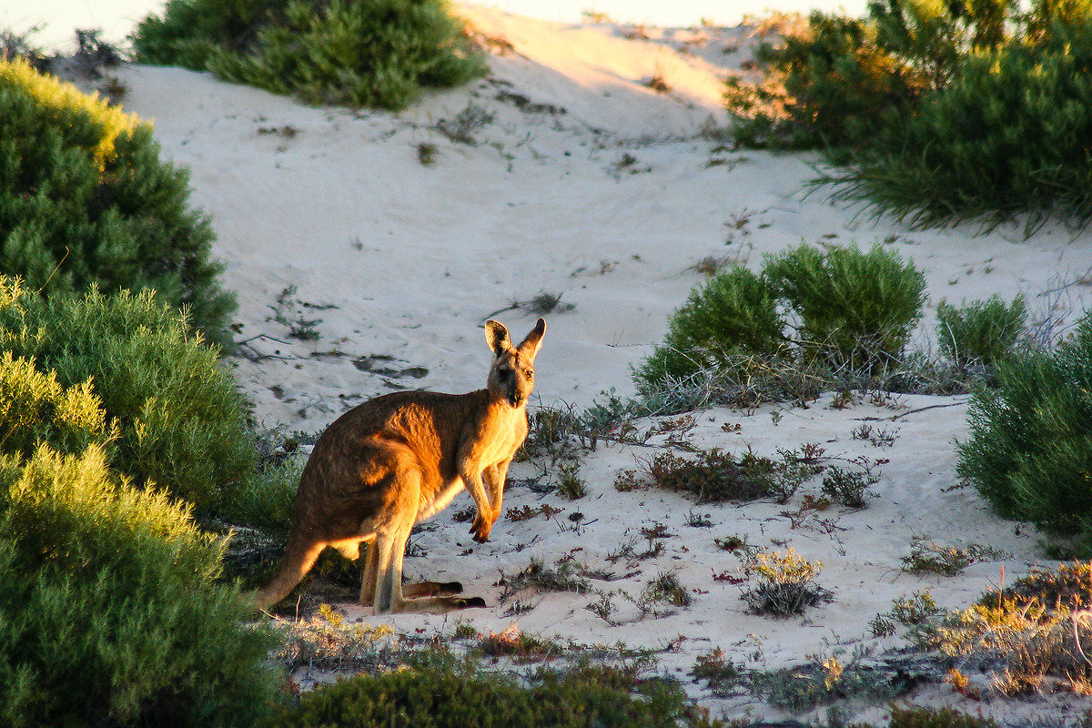 Vieni a saltare con me?