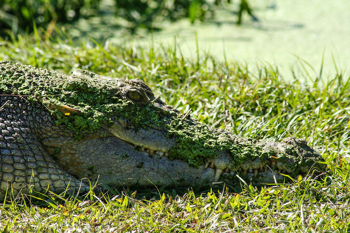 Maschera di bellezza
