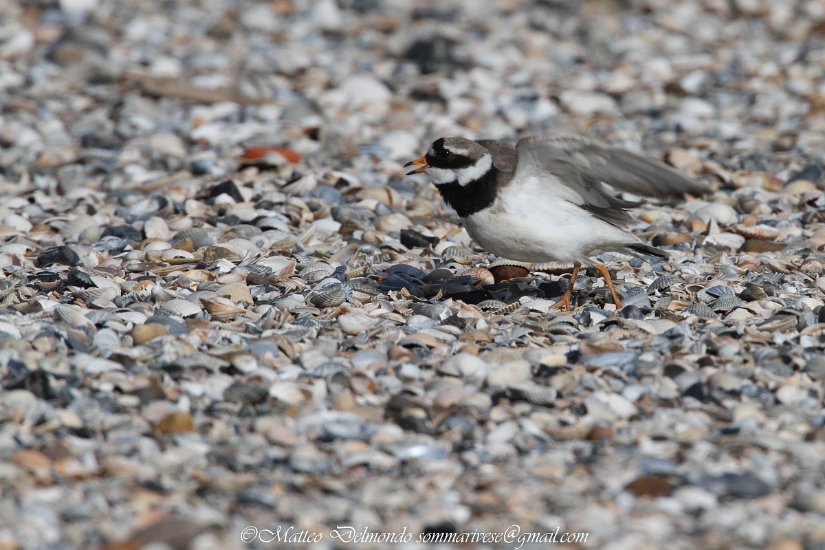 Ringed Plover
