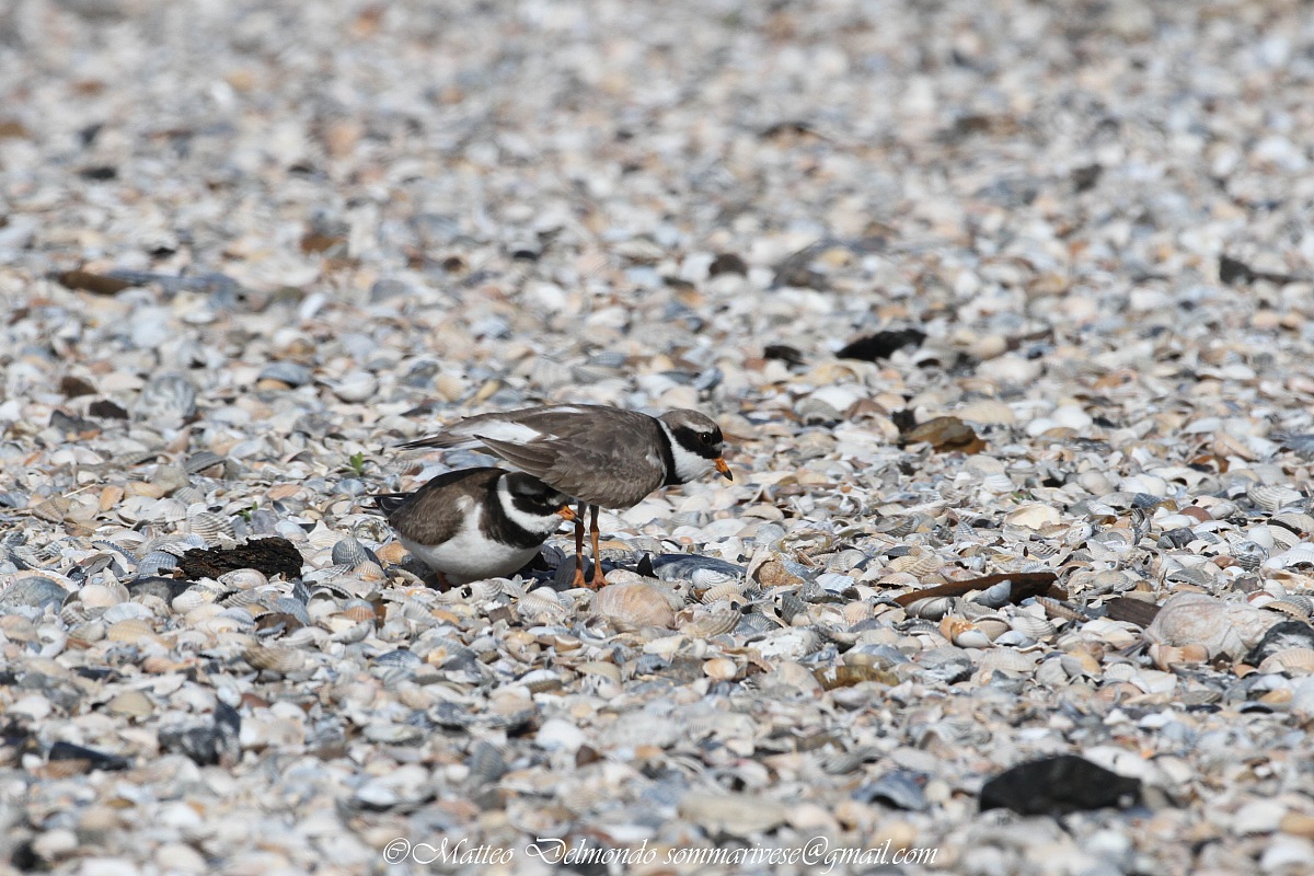 Ringed Plover