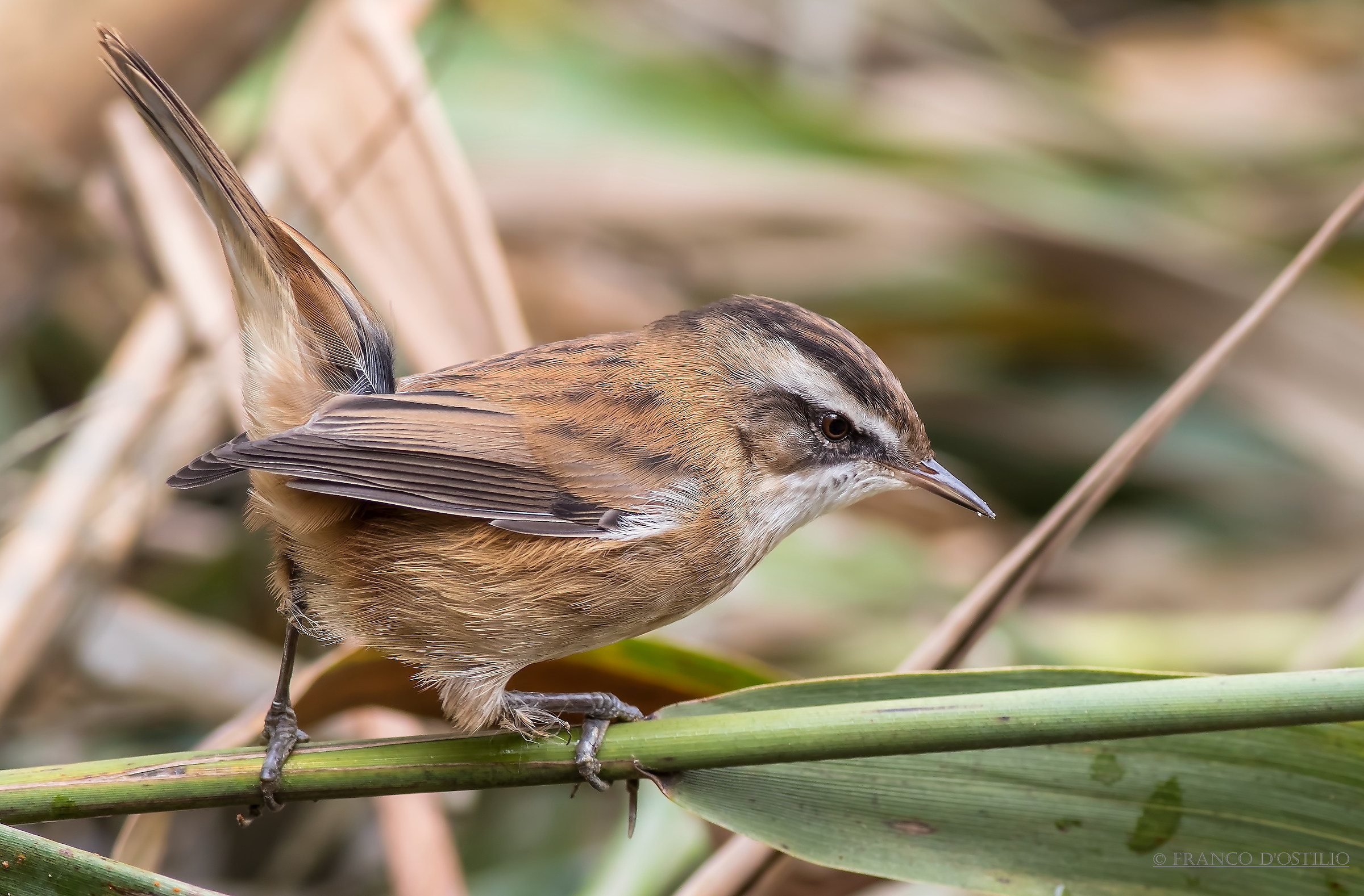 Moustached warbler