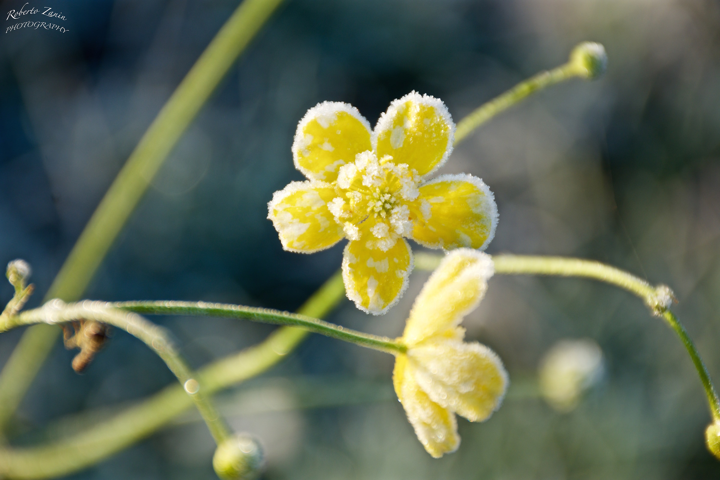 Frost on the last flowers of the field ...