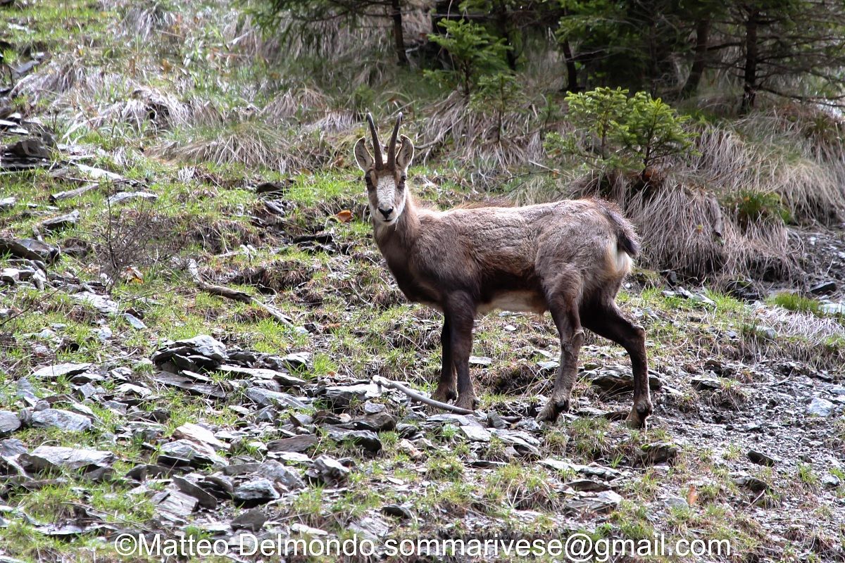 Chamois