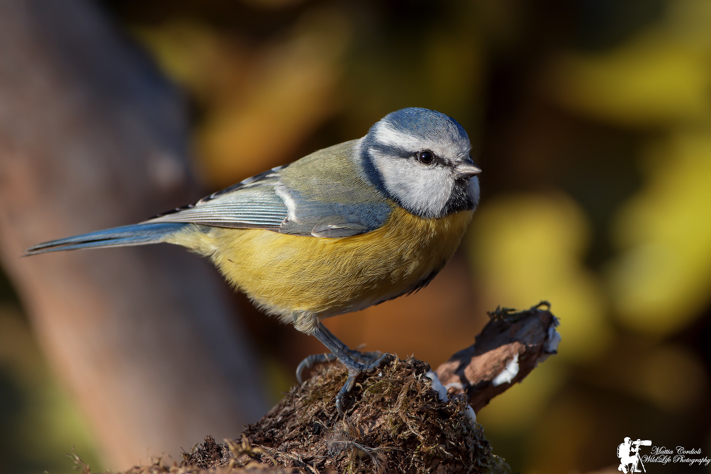 Tit at sunset