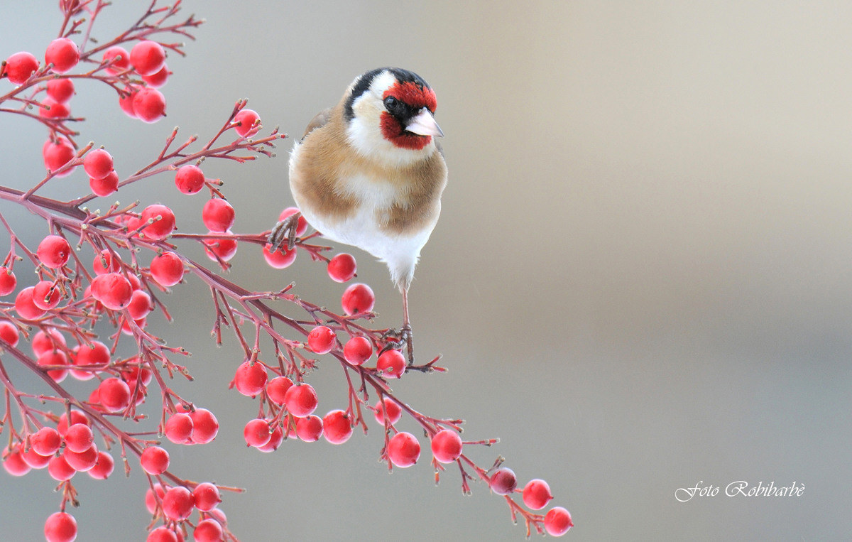 Goldfinch tightrope ...