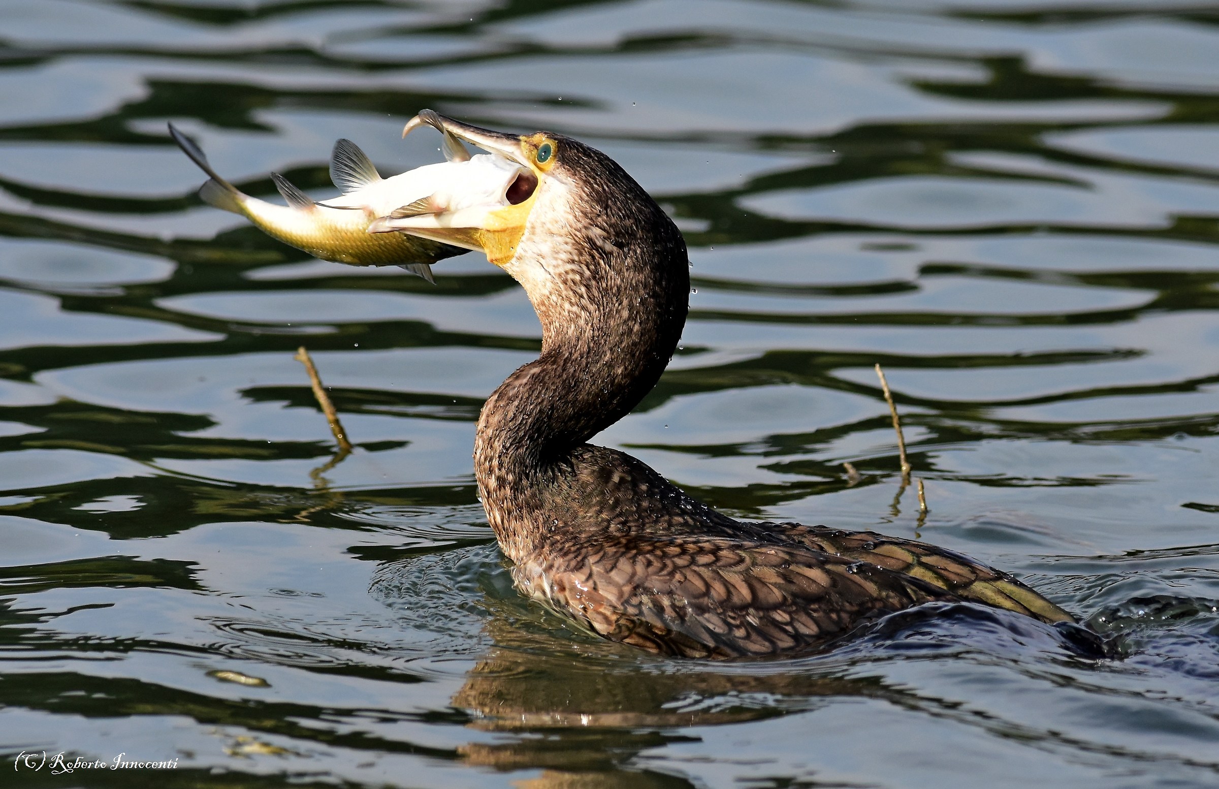 Sono bellissimi sti Cormorani(Oasi del Nervia)