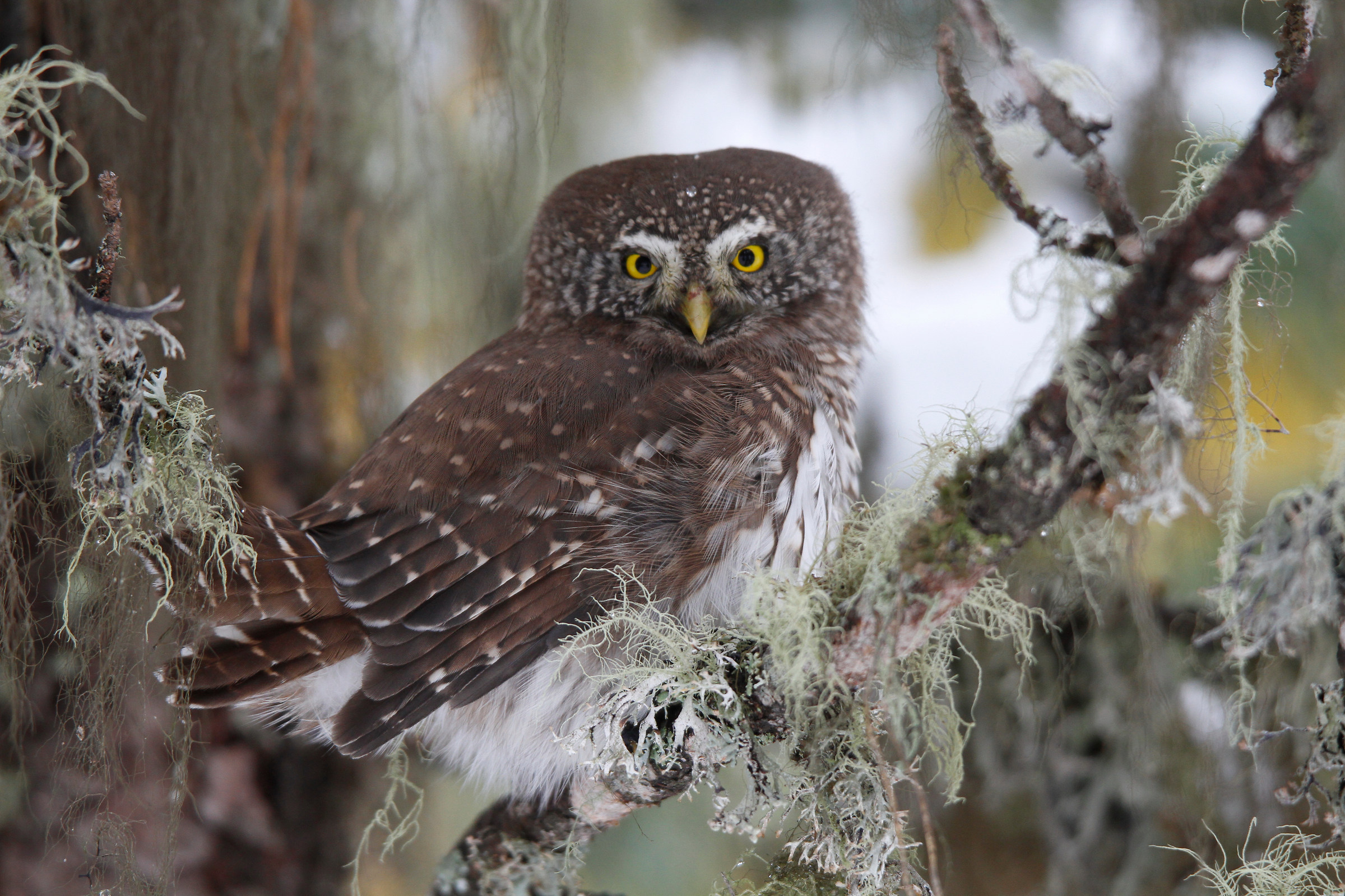 pygmy owl
