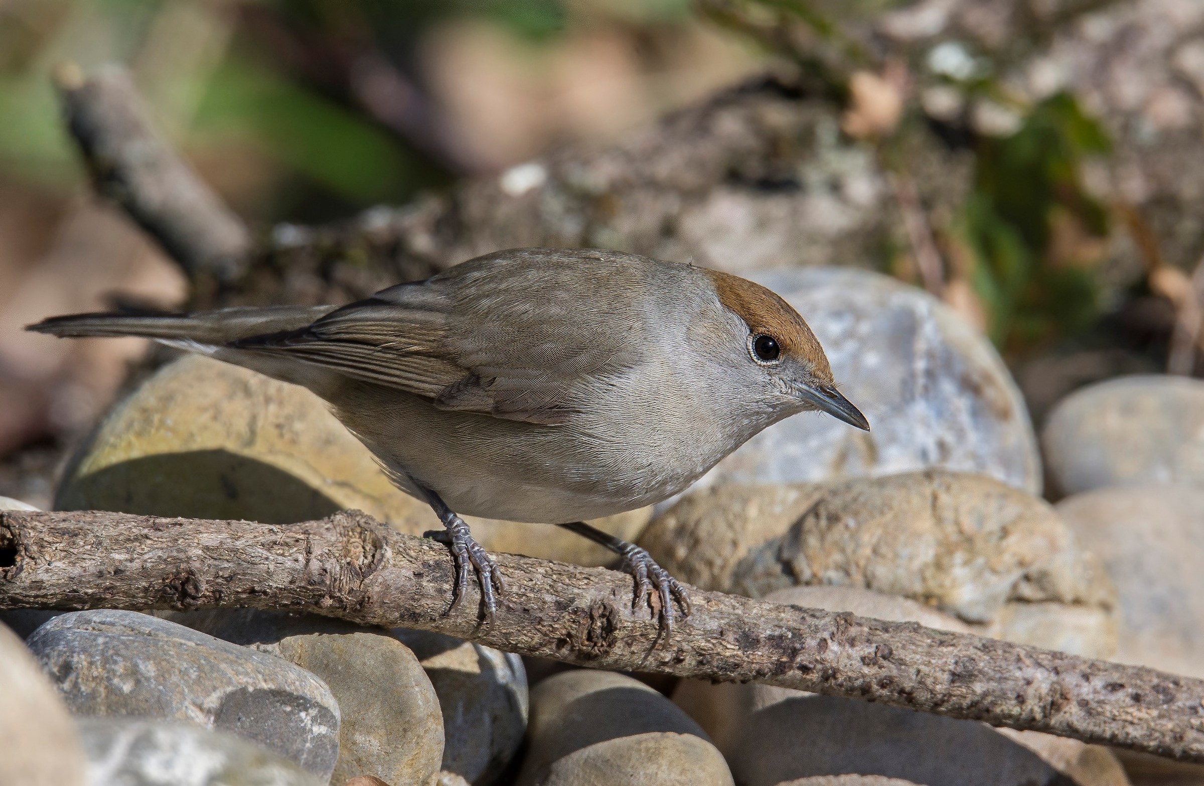 Blackcap female