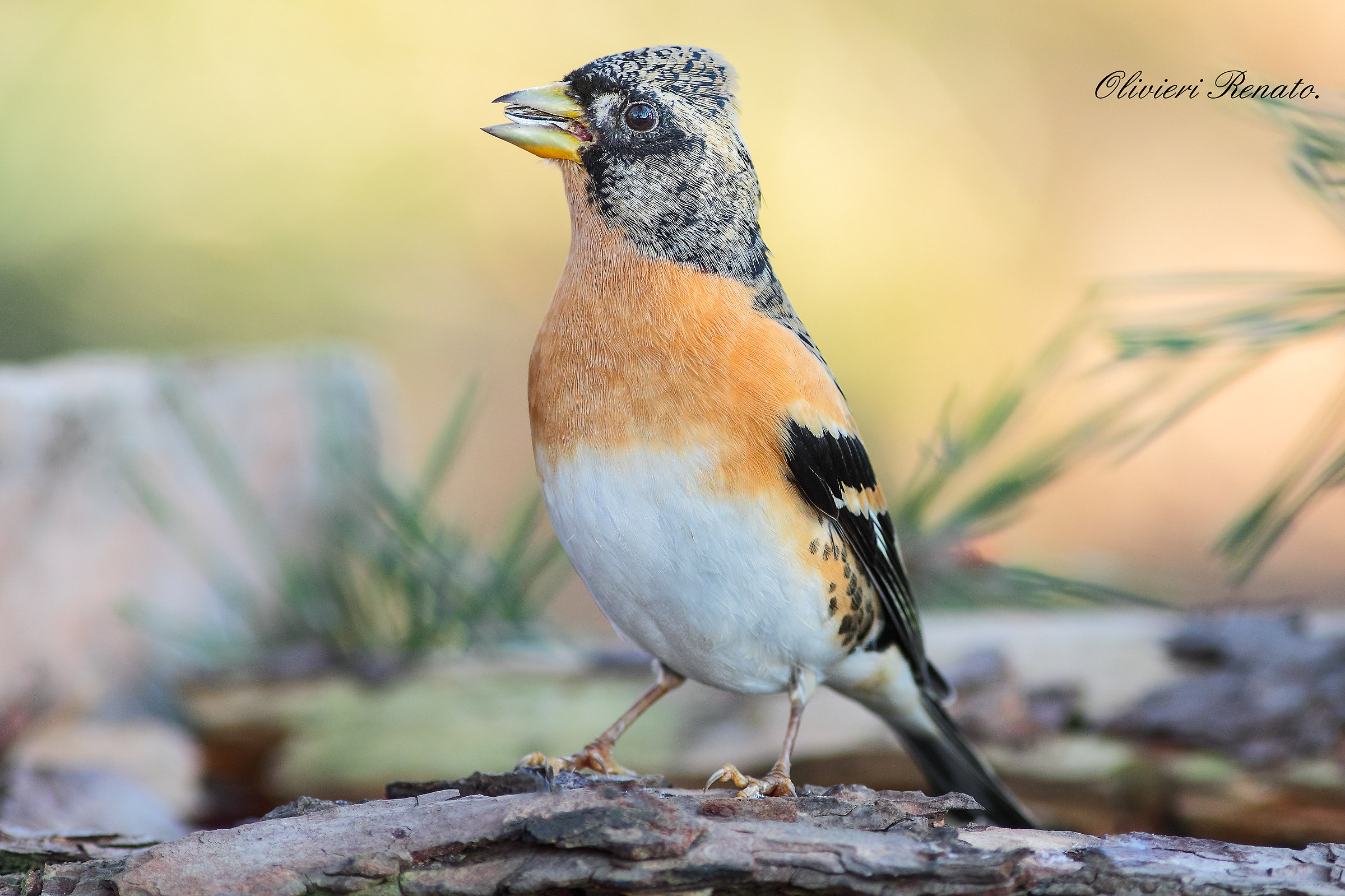 Brambling (Fringilla montifringilla)