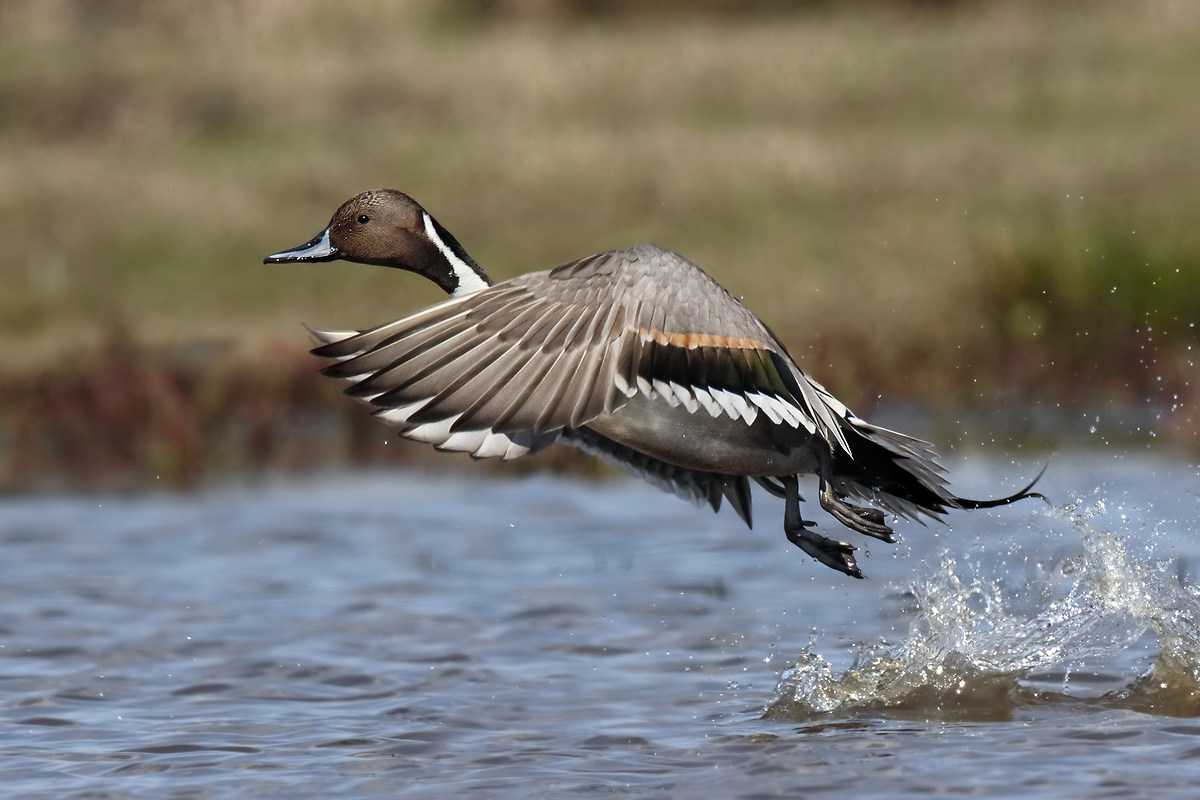 L'agile involo del codone