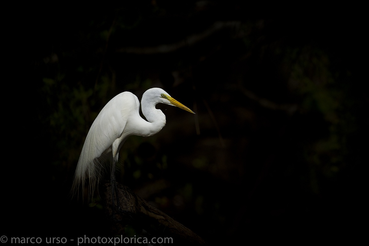 Great Egret