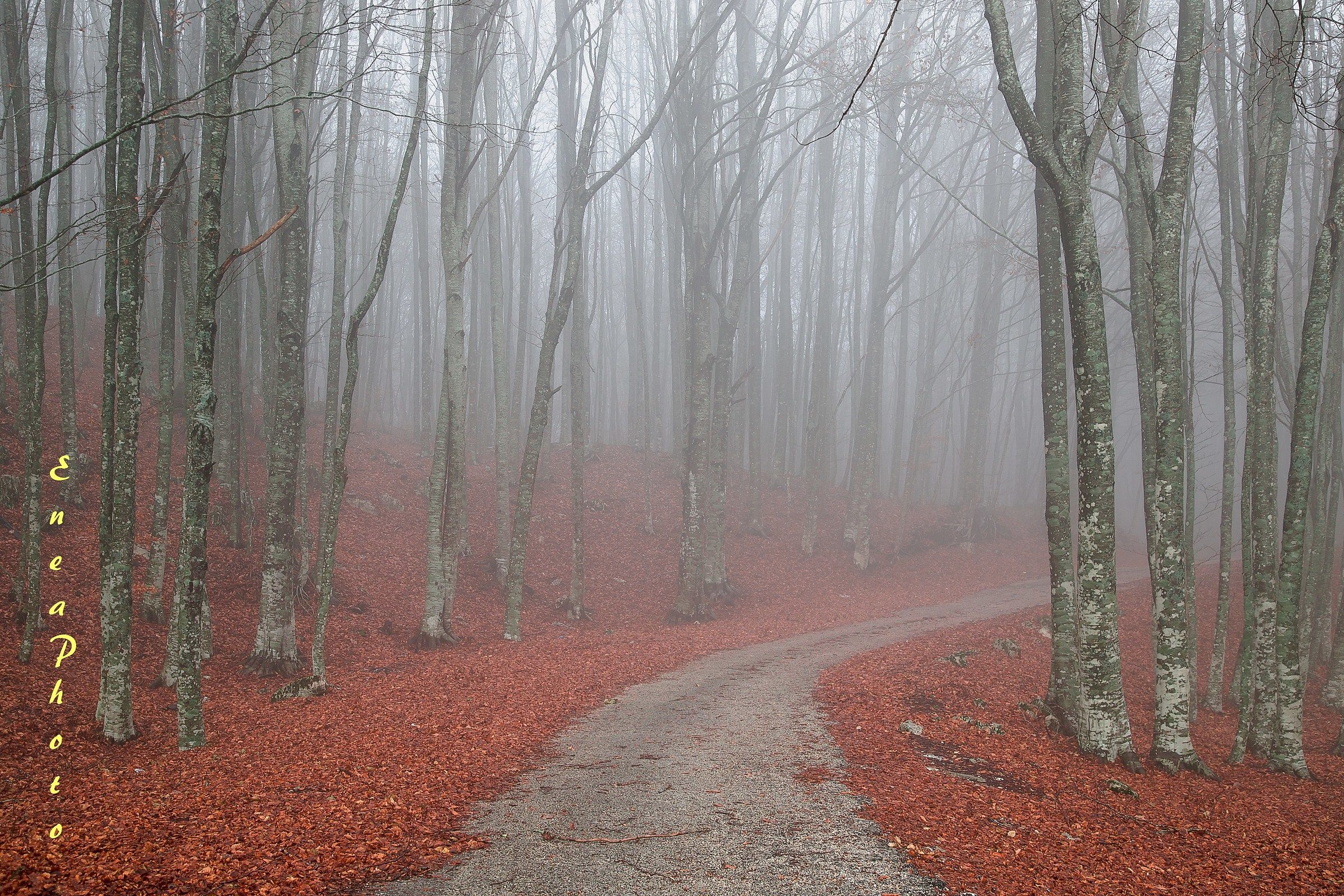 Nebbia tra i faggi