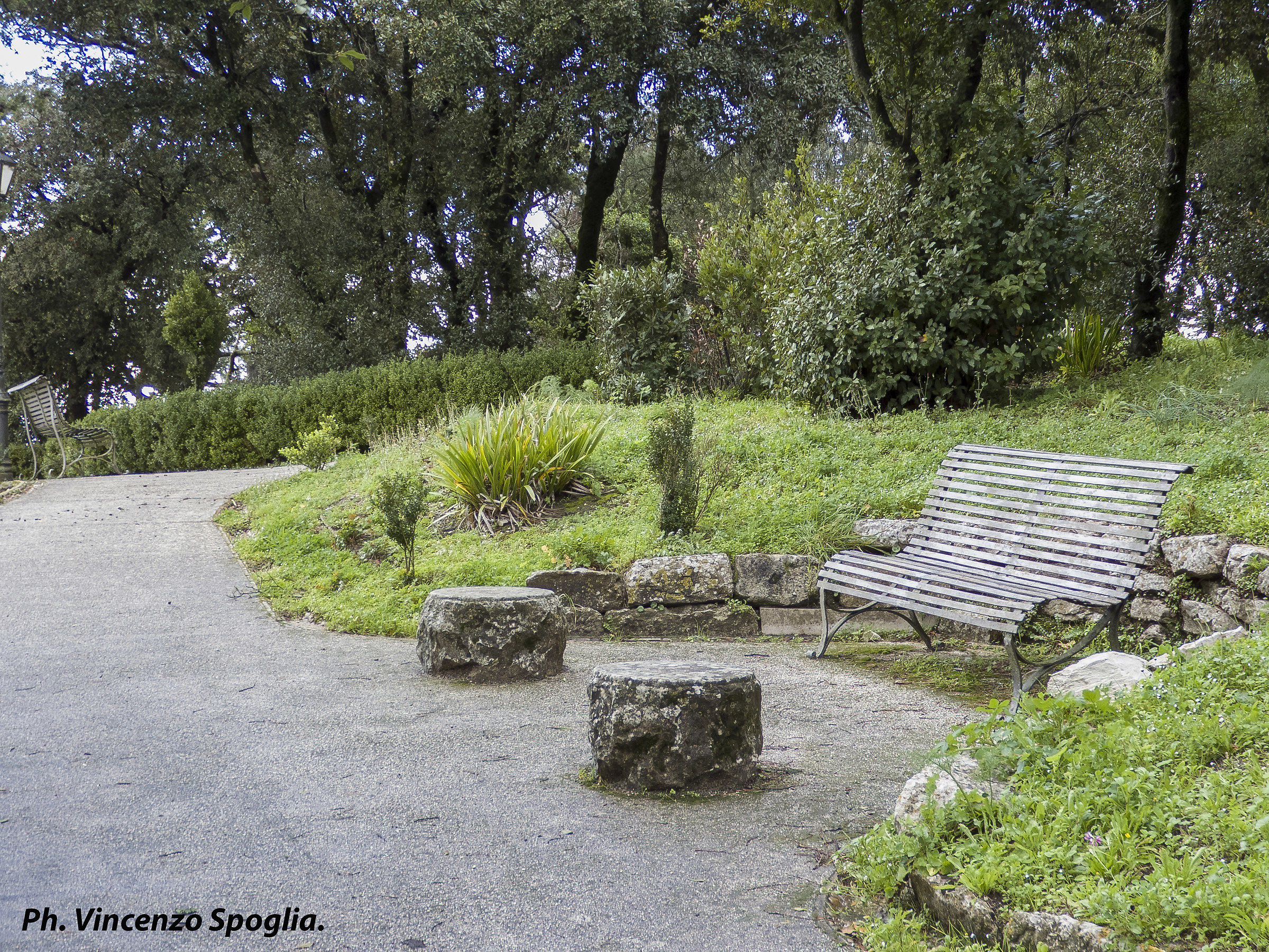 Panchina immersa nel verde.