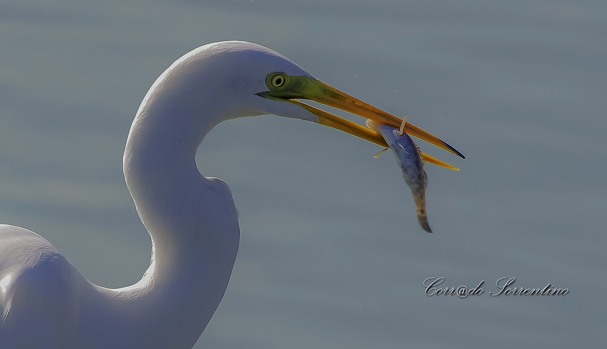 Airone bianco maggiore