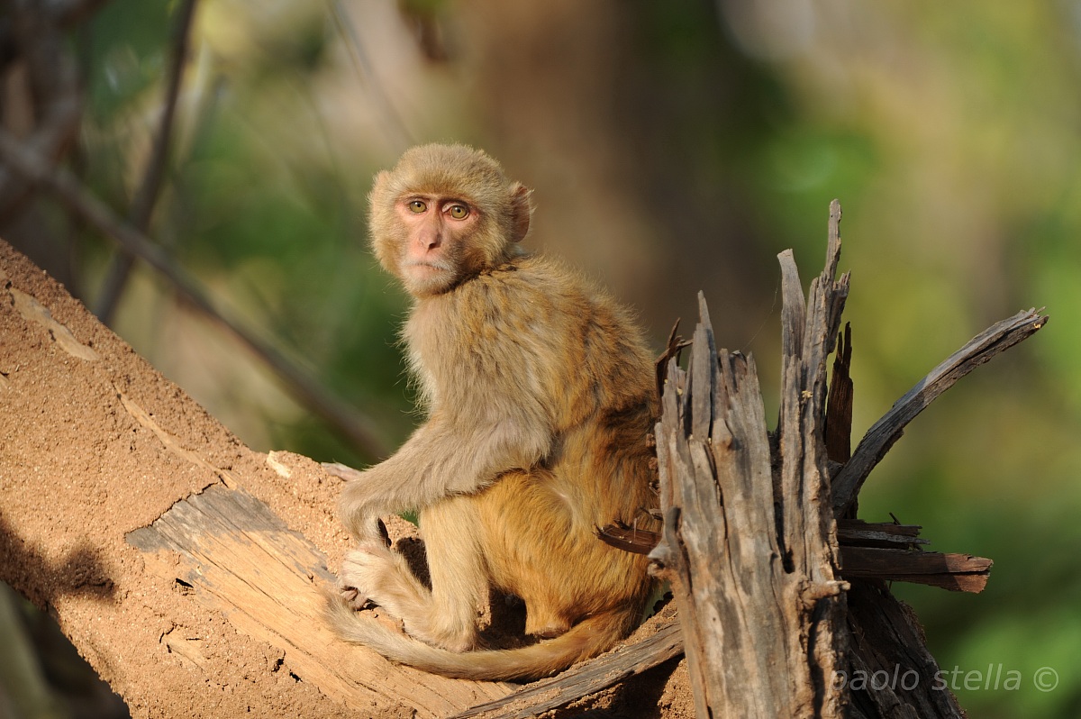 macacus rhesus
