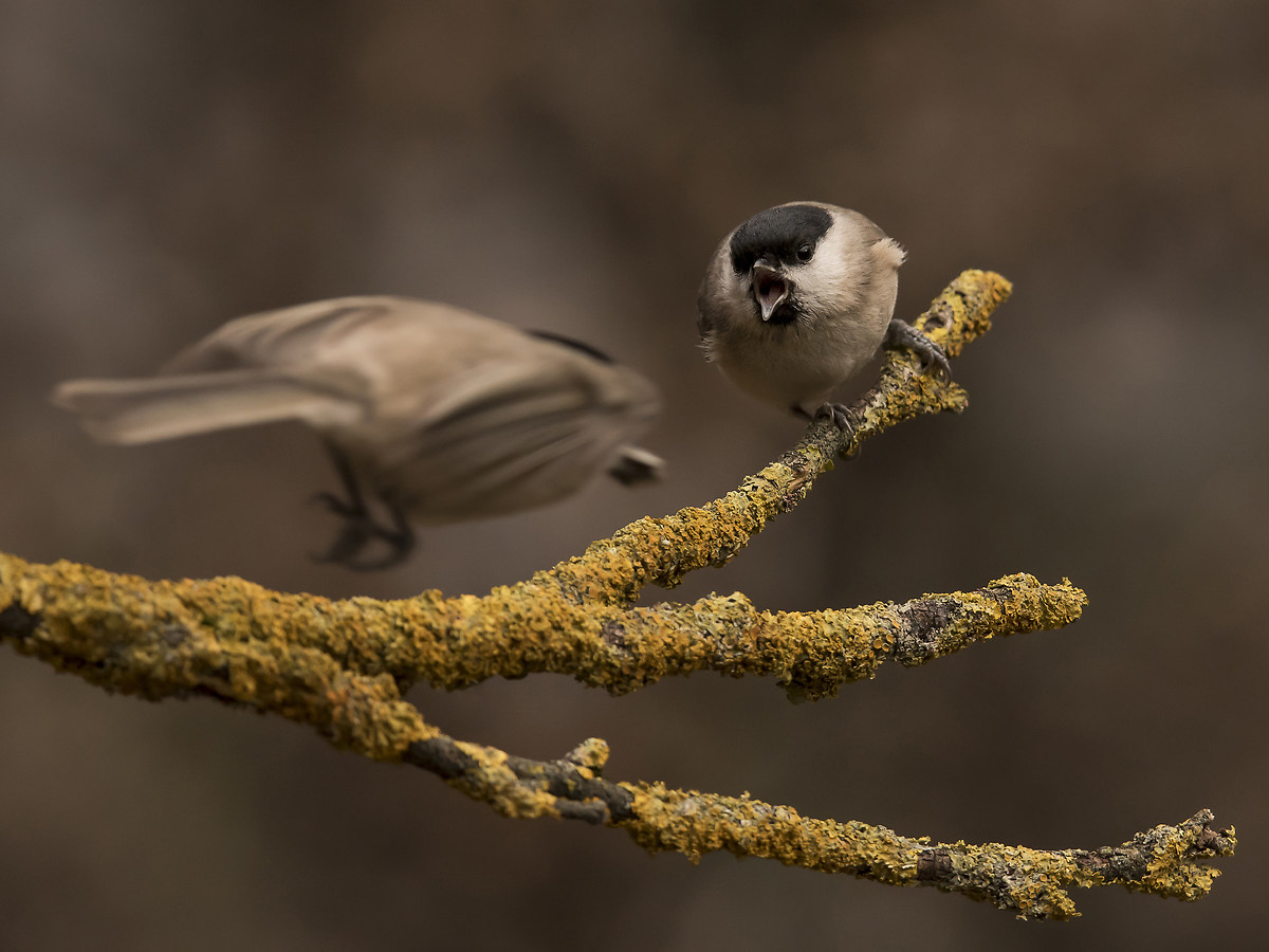 Rivalry on the perch