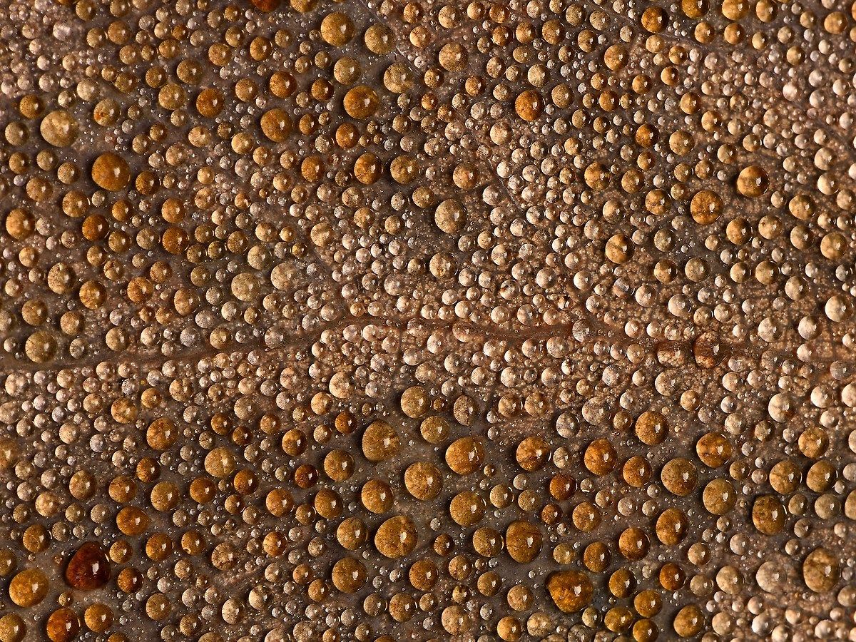 A thousand bubbles of dew