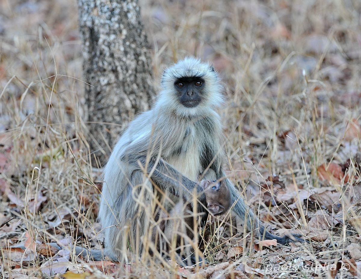 grey langur and cub
