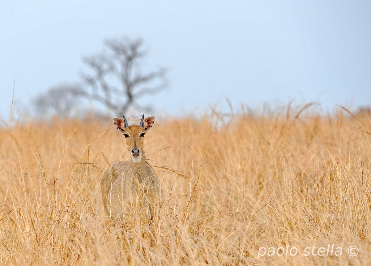 Nilgai Female (Boselaphus tragocamelus)