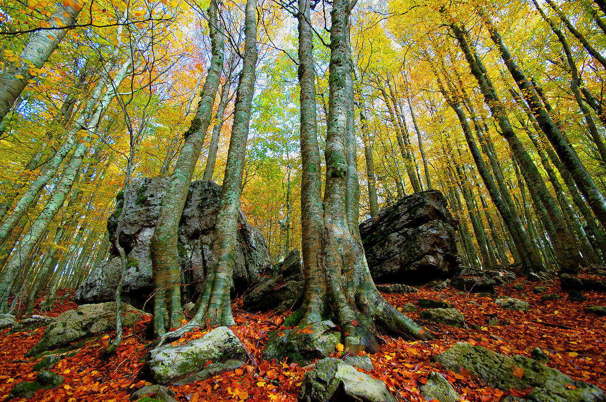 perspectives of autumn