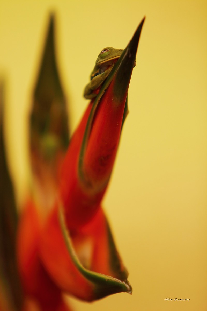red-eyed tree frog Agalychnis callidryas