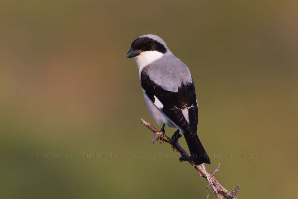 Shrike (Lanius minor)