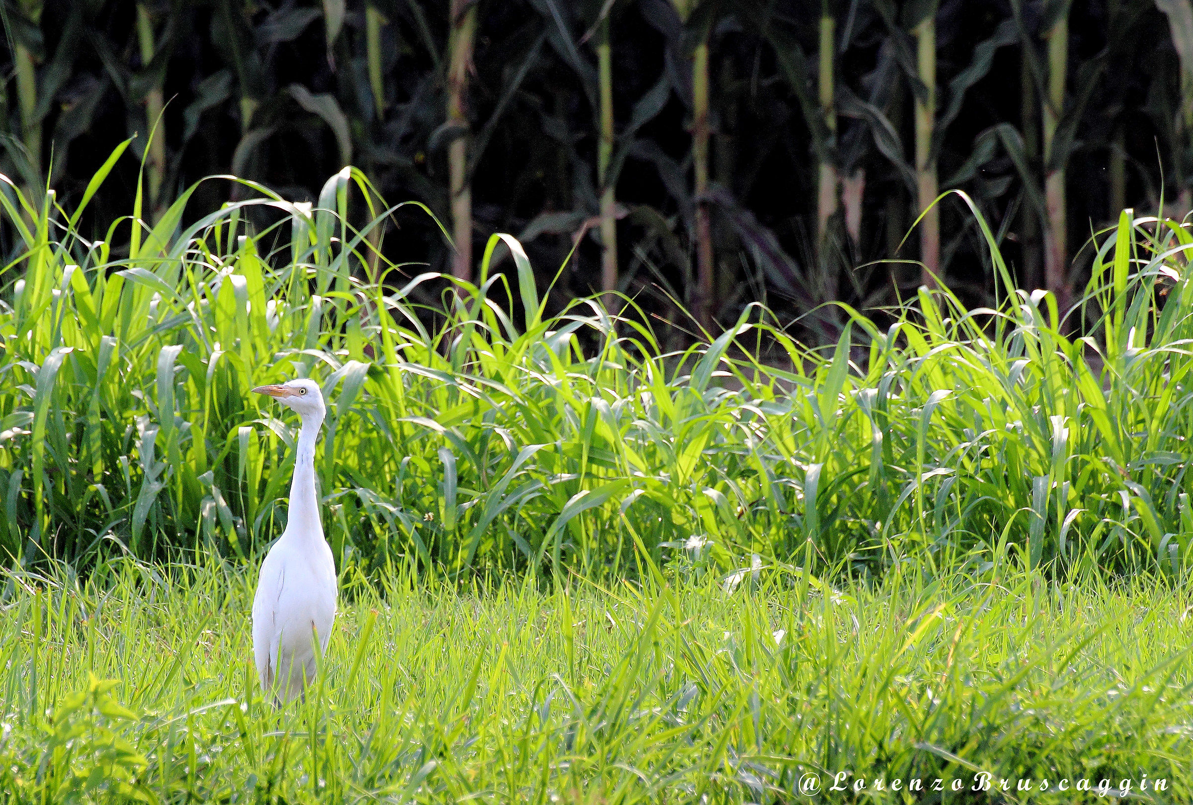 Airone bianco maggiore