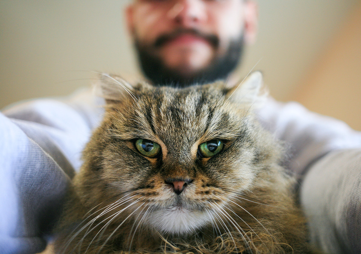 Minnie, cat almost of age (+17)