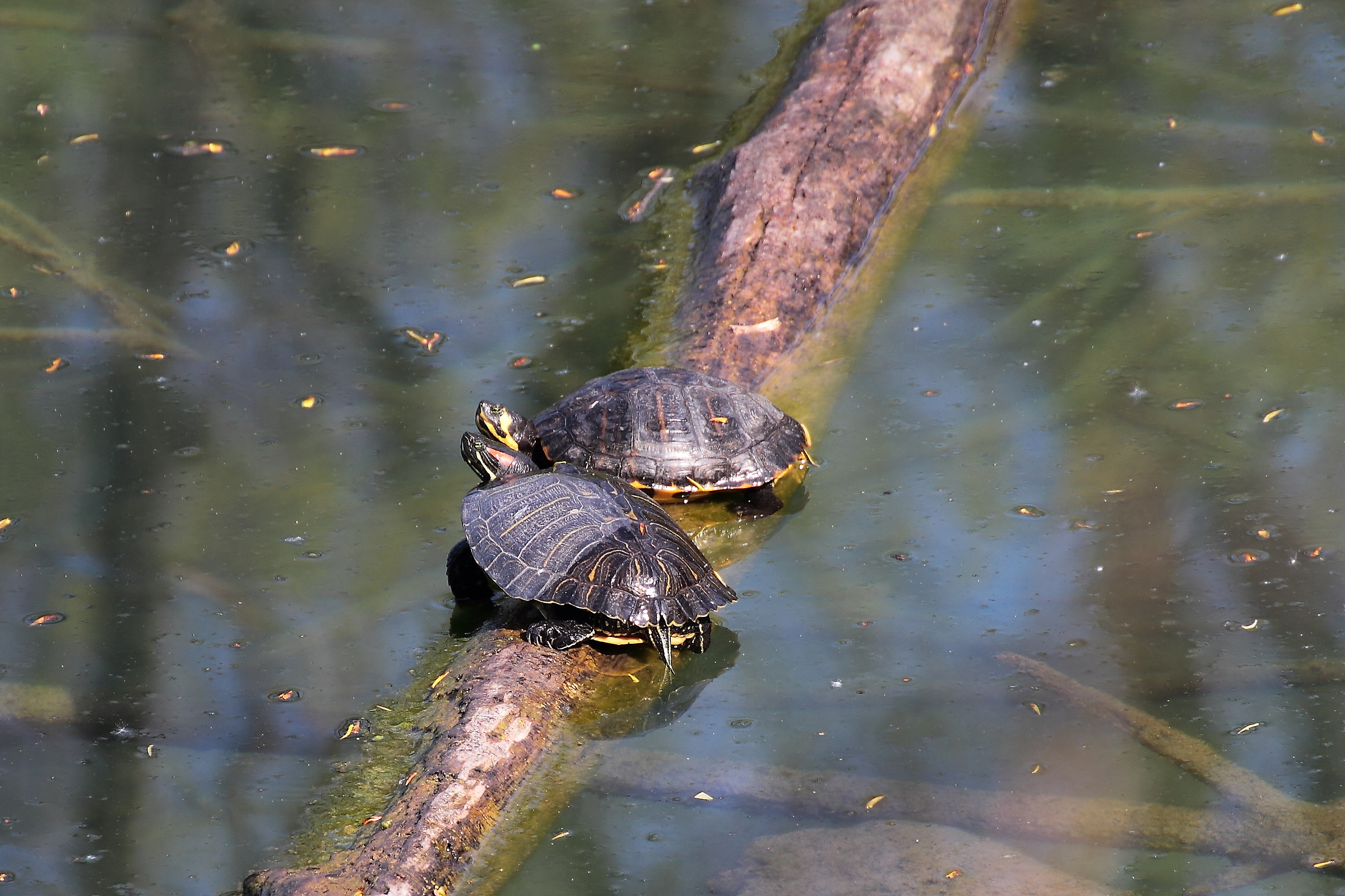 Neighbors neighbors .....