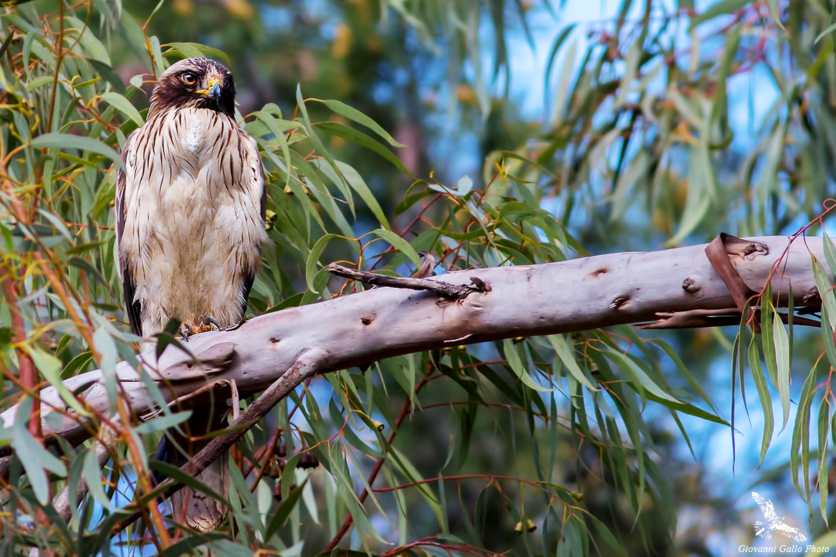 Aquila Minore (Hieraaetus pennatus)