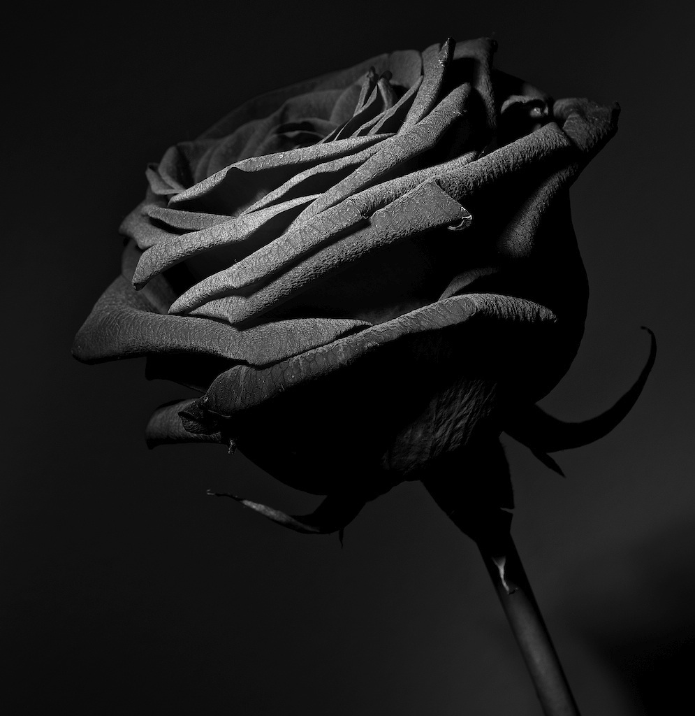 La  rosa oscura