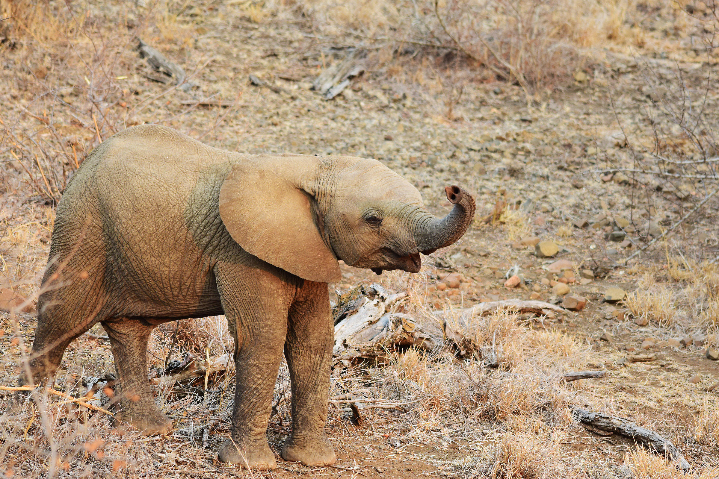 proboscide incontrollabile