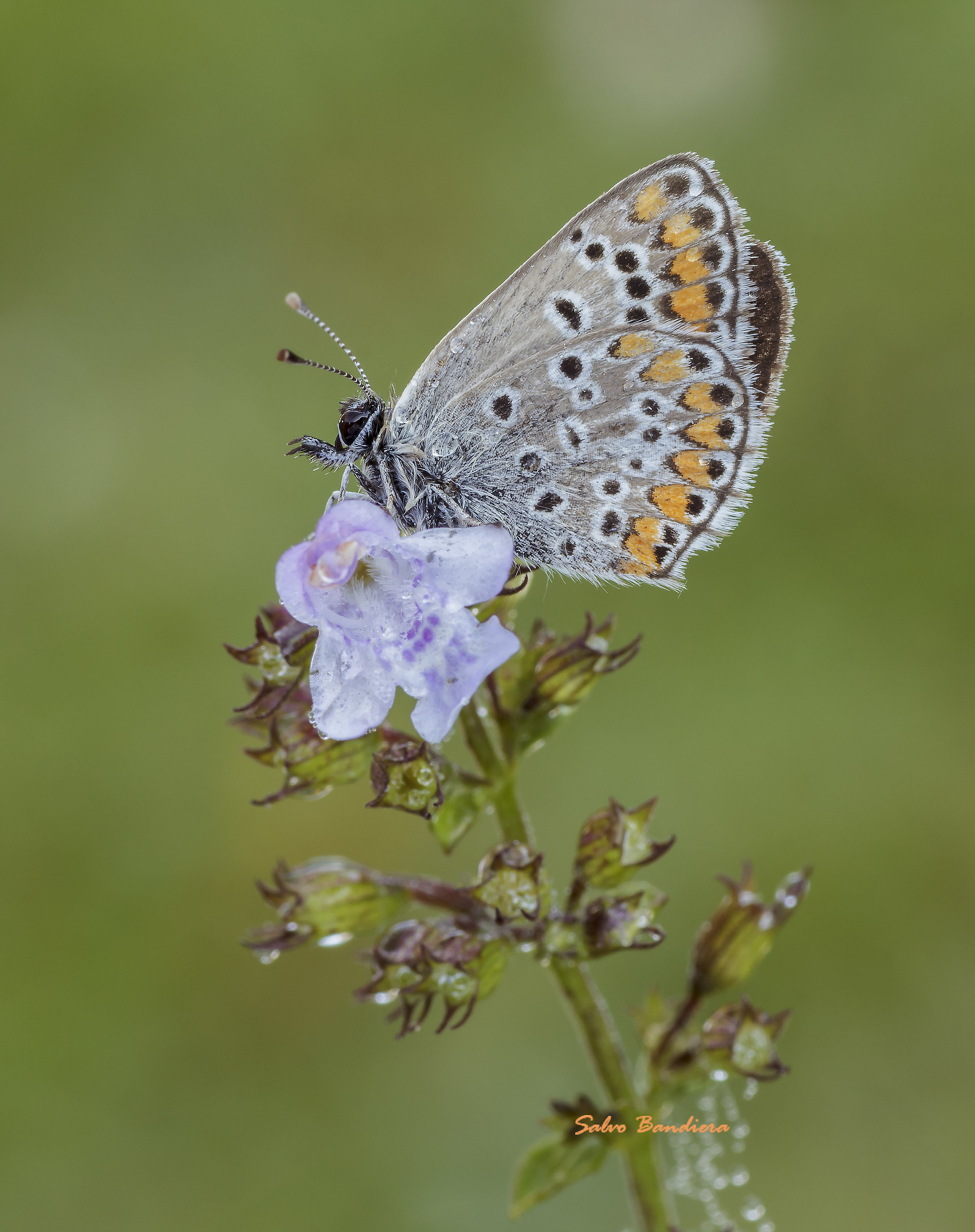 Polyommatus sp..