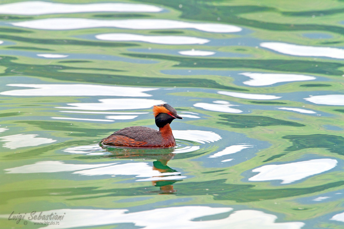 Horned Grebe ... on the painter's palette