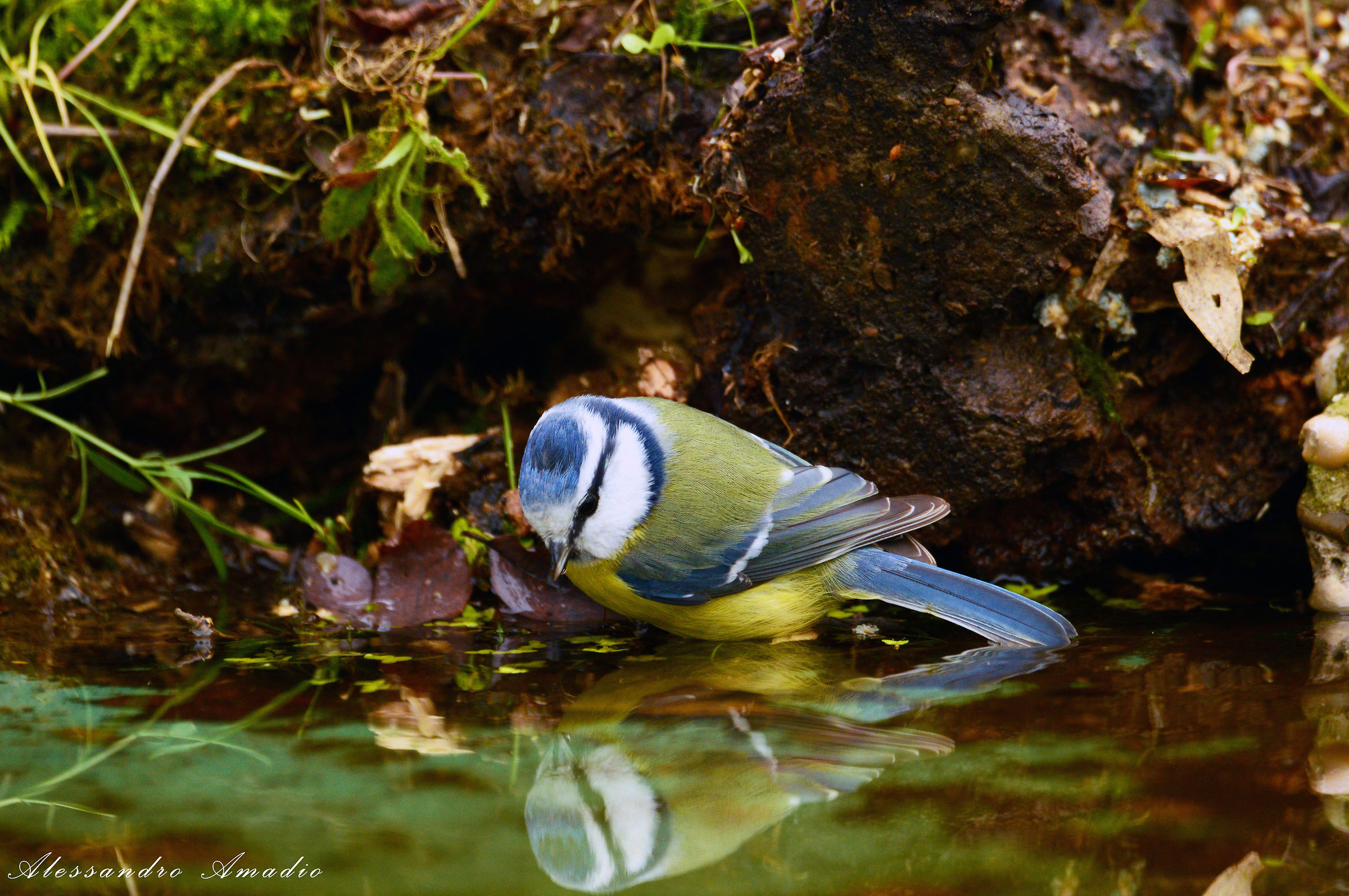Cinciarella allo specchio