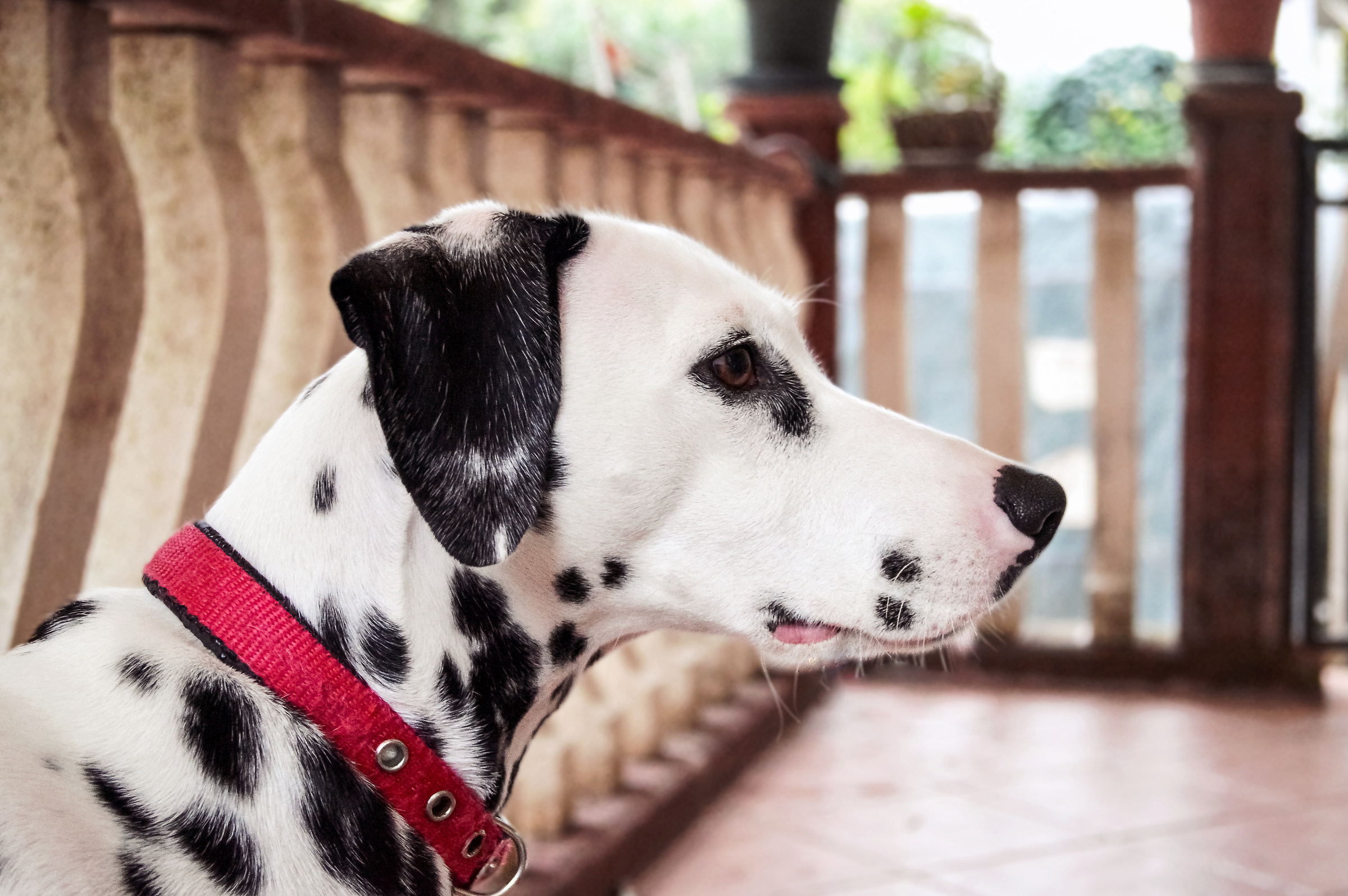 Profile of a Dalmatian