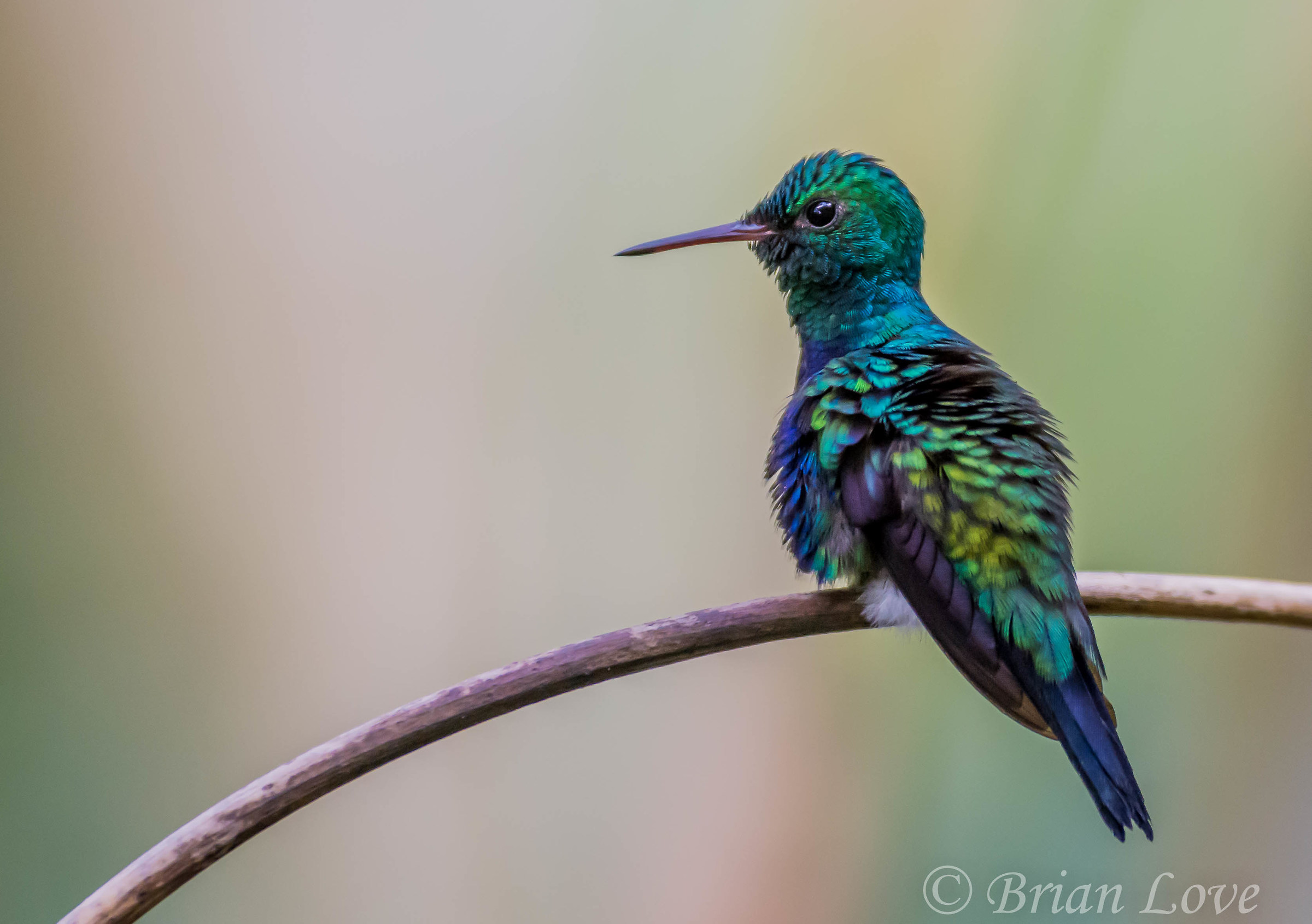 Hummingbird Violet-bellied