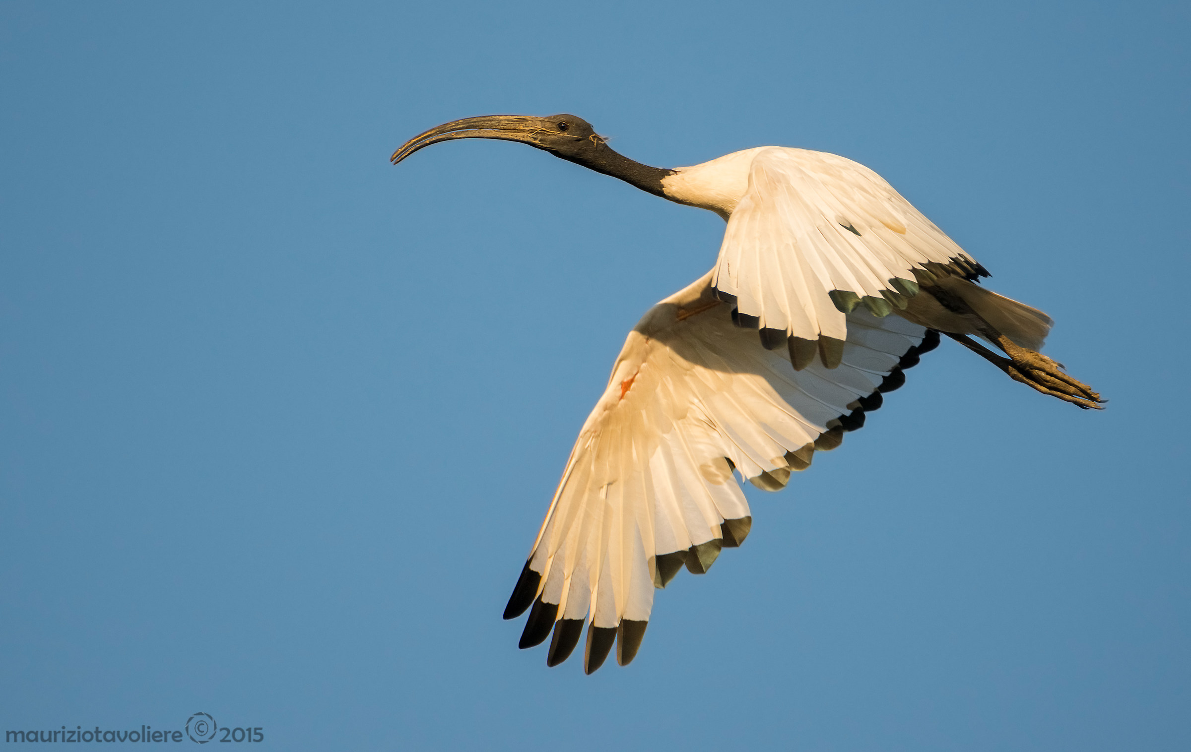 Ibis sacro in volo ..