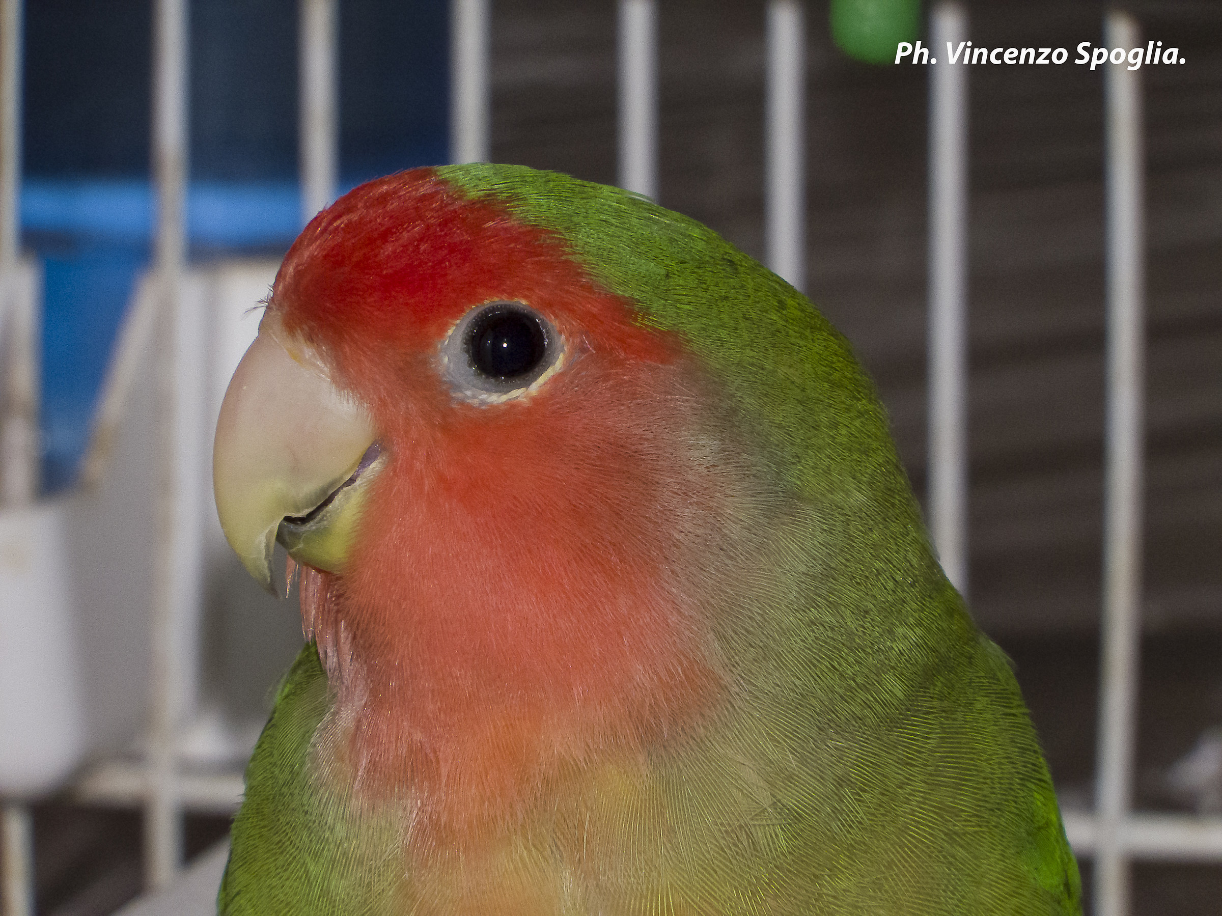 Ritratto di un agapornis