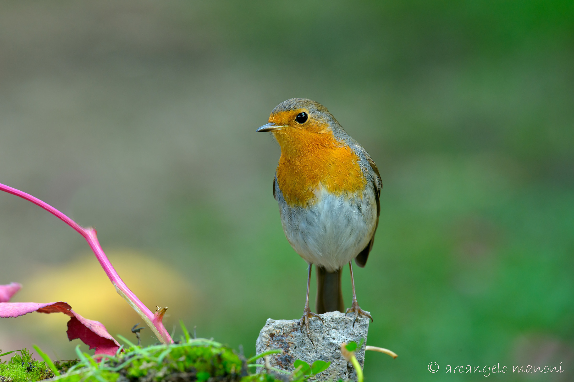 When Robin makes sure that you are in the shed